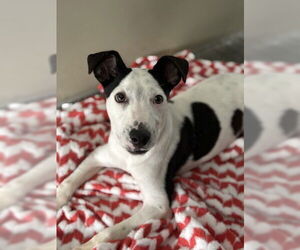 Mutt Dogs for adoption in San Bernardino, CA, USA