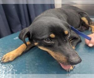 Black and Tan Coonhound Dogs for adoption in Mobile, AL, USA