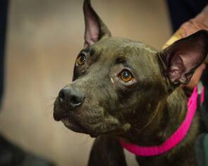 American Pit Bull Terrier-Unknown Mix Dogs for adoption in Tunica, MS, USA
