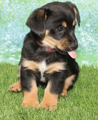 Pembroke Welsh Corgi Dogs for adoption in Denver, CO, USA