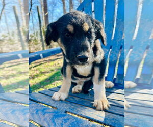 Australian Shepherd-Unknown Mix Dogs for adoption in Pacolet, SC, USA