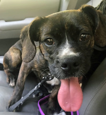 Boston Spaniel Dogs for adoption in Peachtree City, GA, USA