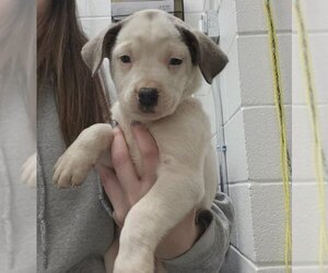 American Pit Bull Terrier-Unknown Mix Dogs for adoption in Salisbury, NC, USA