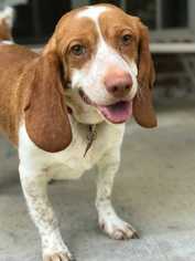 Bagle Hound Dogs for adoption in Boston, MA, USA