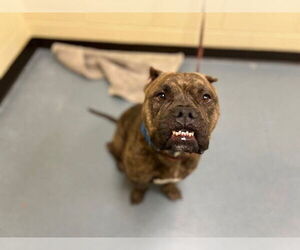 American Pit Bull Terrier-Unknown Mix Dogs for adoption in Denver, CO, USA