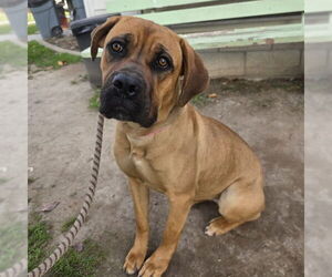 Medium Photo #2 Boxer-Bullmastiff Mix Puppy For Sale in Long Beach, CA, USA
