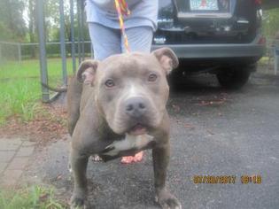American Staffordshire Terrier Dogs for adoption in Inverness, FL, USA