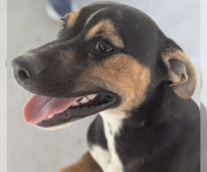 Mutt Dogs for adoption in Pottstown, PA, USA