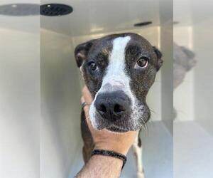 Boxer-Unknown Mix Dogs for adoption in Houston, TX, USA