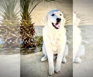 Great Pyrenees Dogs for adoption in Santa Clarita, CA, USA