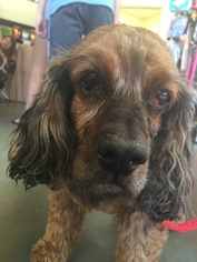 Cocker Spaniel Dogs for adoption in Houston, TX, USA