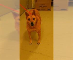 Mutt Dogs for adoption in Sanford, FL, USA