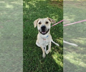 Mastador Dogs for adoption in Fargo, ND, USA