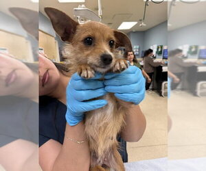 Mutt Dogs for adoption in Riverside, CA, USA
