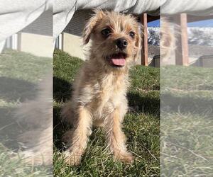 Mutt Dogs for adoption in Sandy, UT, USA