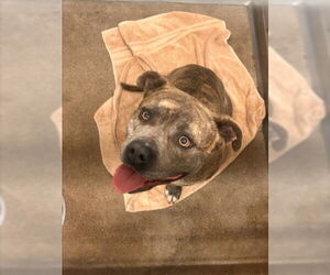 American Pit Bull Terrier Dogs for adoption in San Bernardino, CA, USA