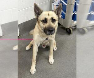 German Shepherd Dog Dogs for adoption in Forestville, MD, USA