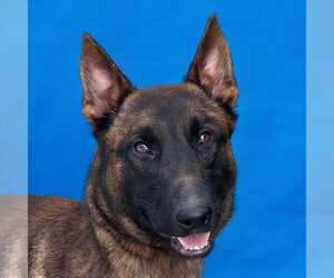 Mutt Dogs for adoption in Pasadena, CA, USA