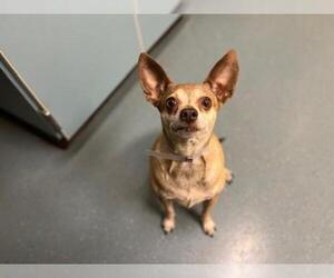 Chihuahua Dogs for adoption in Denver, CO, USA