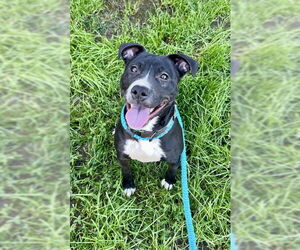 Mutt Dogs for adoption in Sacramento, CA, USA