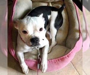 Boston Terrier Dogs for adoption in Show Low, AZ, USA