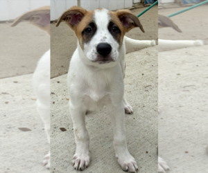 Saint Pyrenees Dogs for adoption in Newport Beach, CA, USA