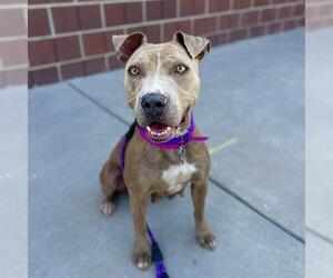 American Pit Bull Terrier Dogs for adoption in Aurora, CO, USA