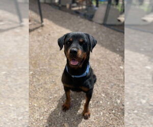 Rottweiler Dogs for adoption in Foristell, MO, USA