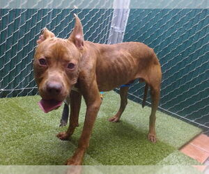American Pit Bull Terrier-Unknown Mix Dogs for adoption in Downey, CA, USA