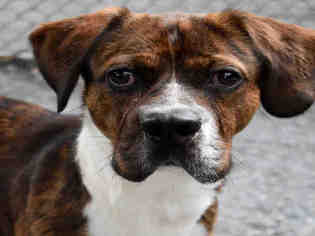 Bogle Dogs for adoption in Atlanta, GA, USA