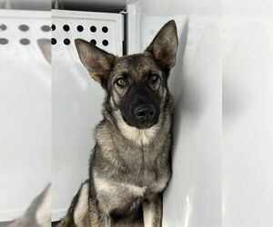 German Shepherd Dog Dogs for adoption in Stockton, CA, USA