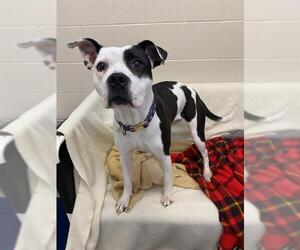 American Pit Bull Terrier Dogs for adoption in Fort Wayne, IN, USA