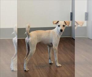 Unknown-Whippet Mix Dogs for adoption in Houston, TX, USA