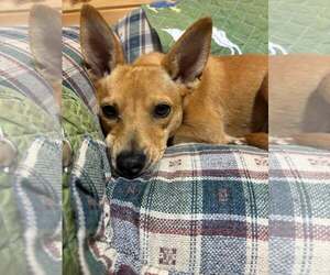 Mutt Dogs for adoption in Shelburne, VT, USA