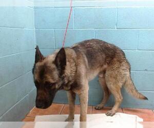 German Shepherd Dog-Unknown Mix Dogs for adoption in Downey, CA, USA