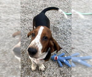 Basset Hound Dogs for adoption in Deepwater, NJ, USA