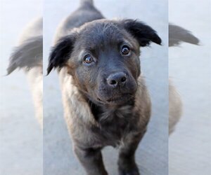 Sheprador Dogs for adoption in Green Forest, AR, USA