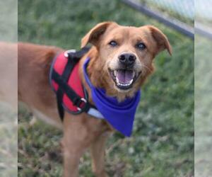 Labrador Retriever-Unknown Mix Dogs for adoption in San Antonio, TX, USA