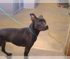 American Pit Bull Terrier-Unknown Mix Dogs for adoption in Sacramento, CA, USA