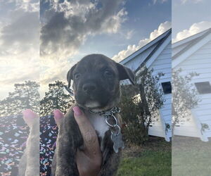 Mutt Dogs for adoption in Holly Springs, NC, USA