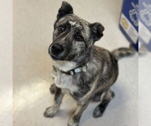 Holland Shepherd Dogs for adoption in Rohnert Park, CA, USA