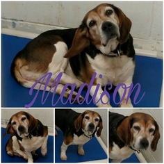 Beagle Dogs for adoption in Standish, MI, USA