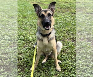German Shepherd Dog Dogs for adoption in Lighthouse Point, FL, USA