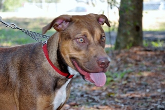 Shepradors Dogs for adoption in Cocoa, FL, USA