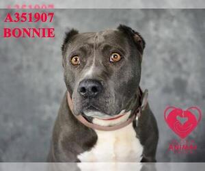 American Pit Bull Terrier Dogs for adoption in Stockton, CA, USA