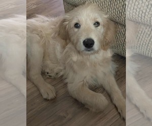 Goldendoodle Dogs for adoption in Scottsboro, AL, USA