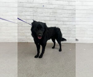 Mutt Dogs for adoption in San Bernardino, CA, USA