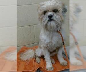 Shih Tzu-Unknown Mix Dogs for adoption in Downey, CA, USA