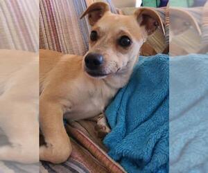 Jack Chi Dogs for adoption in Glendale , AZ, USA