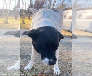 Lab-Pointer Dogs for adoption in garner, NC, USA